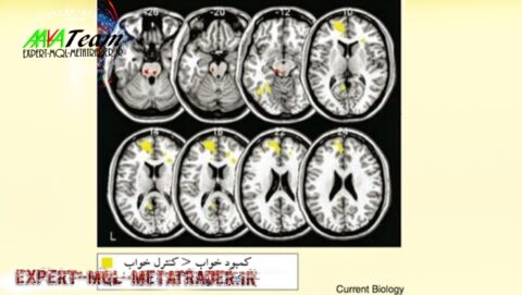 Read more about the article بررسی عملکرد کمربند قدامی در ذهن تریدرها